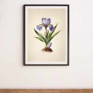 Lilac Iris Bulb Botanical Illustration Wall Art Digital Poster Print