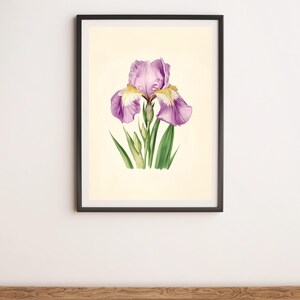 Lilac Iris Botanical Illustration Wall Art Digital Poster Print