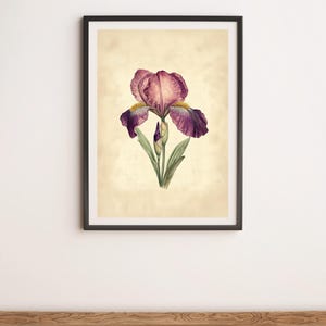 Illustration botanique grand iris bordeaux, impression d&#39;art mural, affiche numérique