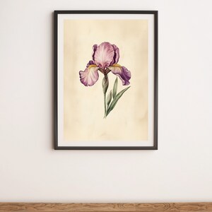 Purple Iris Vintage Style Botanical Illustration Wall Art Digital Poster Print