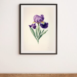 Dark Purple Iris Botanical Illustration Wall Art Digital Poster Print