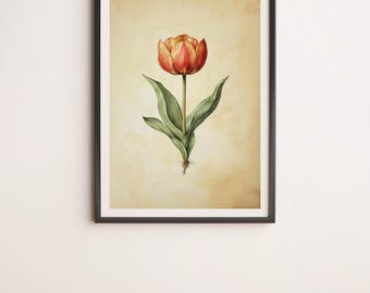 Red Tulip Bulb Botanical Illustration Wall Art Digital Poster Print