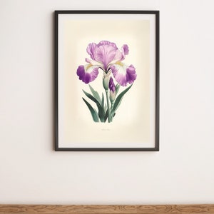 Purple Iris Botanical Illustration Wall Art Digital Poster Print