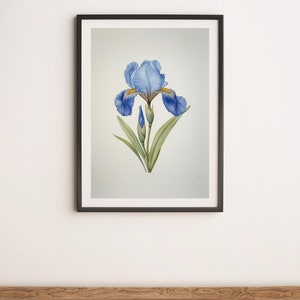 Blue Iris Botanical Illustration Wall Art Digital Poster Print