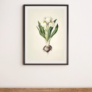 White Iris Bulb Botanical Illustration Wall Art Digital Poster Print