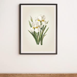Two White Irises Botanical Illustration Wall Art Digital Poster Print