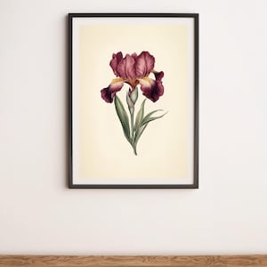 Illustration botanique iris bordeaux, impression d&#39;art mural, d&#39;affiche numérique