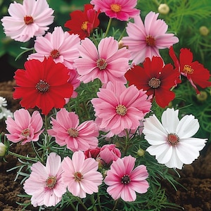 Cosmos Seeds Cosmea Sensation Cosmos bipinnatus Mixed Garden Flower Seeds