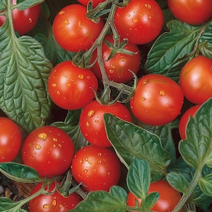 Peut inclure: Gros plan sur une grappe de tomates cerises rouges poussant sur une vigne. Les tomates sont mûres et ont une finition brillante. Les feuilles de la vigne sont vertes et luxuriantes.