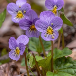 Viola Cornuta Seeds Horned Violet Edible Flower for Garden Indoor Outdoor Johnny Jump Up