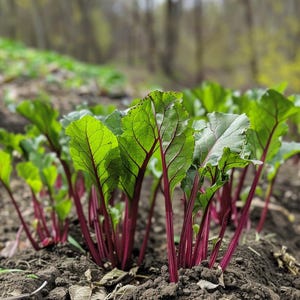 Puede incluir: Primer plano de una hilera de plantas de remolacha roja con hojas verdes que crecen en un jardín.
