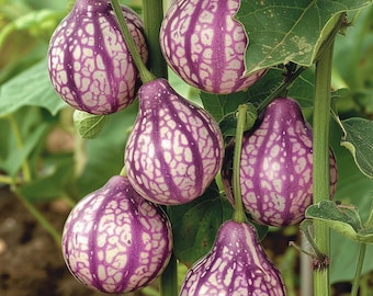 Semillas de pepino (Solanum muricatum), melón, pera, semillas ornamentales comestibles para jardín de interior.