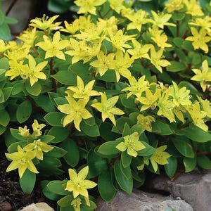 Sedum Acre Seeds Wallpepper Sedum acre Stonecrop Groundcover Perennial Succulent for Garden Outdoor Low