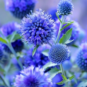 Può includere: Primo piano di un mazzo di cardi blu a forma di globo. I fiori sono in piena fioritura e hanno una texture delicata e spinosa.