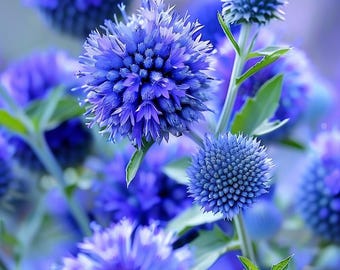 Semillas de cardo globo azul Echinops ritro Flor azul Planta ornamental perenne de jardín