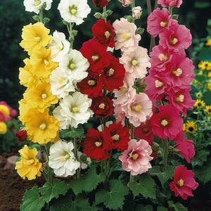 Hollyhock Seeds Antwerp Stars Mixed Alcea rosea Garden Flowers Outdoor Stockrosen Stockroos