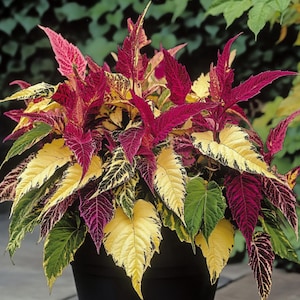 May include: A potted plant with vibrant foliage in shades of green, yellow, and red. The leaves have a variegated pattern, creating a visually striking display.