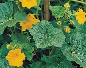 Semi di zucca gigante atlantica Cucurbita Maxima Heirloom Garden Vegetable Planting Outdoor Large