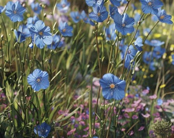 Gli 8 Bulbi Dai Fiori Blu Più Belli - Giardinaggio, Fiori, Animali E Centinaia D - Foto 7