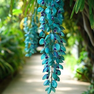 Blauw turkoois exotische jadewijnstok Strongylodon Macrobotrys Emerald Creeper Seeds