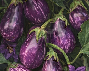 Semillas de berenjena orgánica Black Beauty, Solanum melongena, planta de huerto con forma de pera morada.