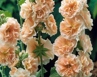 Peut inclure: Un groupe de fleurs de guimauve de couleur pêche aux pétales frisés. Les fleurs sont à différents stades de floraison, certaines étant complètement ouvertes et d'autres encore en bouton.