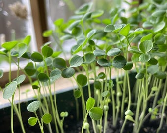 Tuinkerszaden Lepidium Sativum Aromatisch kruid Microgreens voor Binnen Buiten Culinair tuinieren