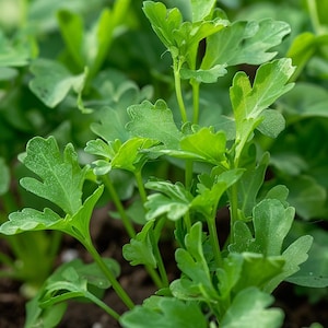 Organic Wild Rocket Rucola Seeds Diplotaxis tenuifolia Spicy Salad Herb for Garden Indoor