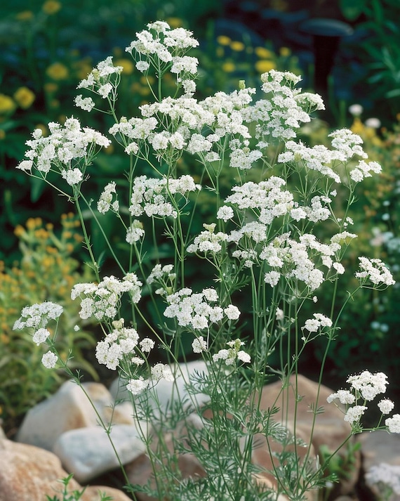 Schleierkraut (Gypsophila paniculata) – Getrocknete Gartenblumen für drinnen und draußen