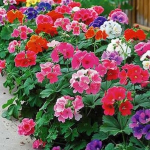 Peut inclure: Un parterre de géraniums en pleine floraison, présentant une variété de couleurs : rouge, rose, orange, violet et blanc. Les fleurs sont regroupées, entourées de feuillage vert.