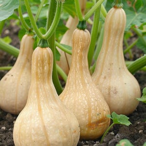 Butternutpumpafrön Cucurbita moschata Trädgårdsgrönsak Inomhus Utomhusväxt