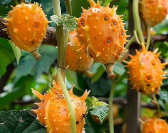 Semillas de Kiwano, Cucumis Metuliferus, Melón Cornudo, Semillas de Plantas de Pepino Cornudo para Jardín, Interior y Exterior