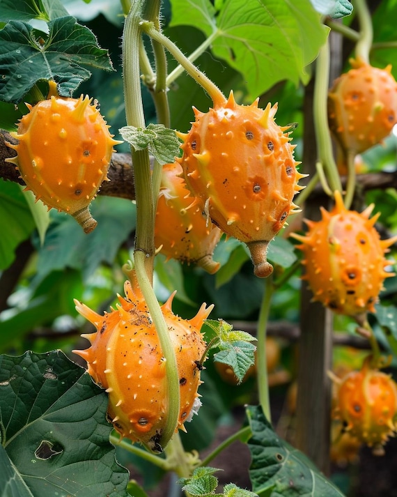 KIWANO - Graines Bio, Reproductibles - La Semence Bio KIWANO - Graines Bio, Reproductibles - La Semence Bio