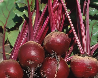 Könnte beinhalten: Nahaufnahme von frisch geernteten Rüben. Die Rüben haben eine tiefrote Farbe mit sichtbaren Wurzelhaaren und sind von leuchtend grünen Blättern und roten Stielen umgeben. Das Bild hebt die natürlichen Texturen und Farben des Gemüses hervor.