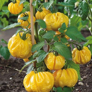 May include: A close-up of a tomato plant bearing several ripe, yellow tomatoes. The tomatoes have a ribbed texture and are attached to green stems with dark green leaves. The plant is supported by a wooden stake.