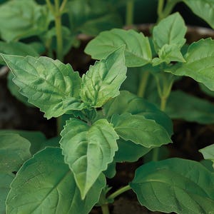 Napolitano-basilicumzaden Ocimum basilicum Culinair aromatisch kruid voor tuin Binnen Buiten Italiaans