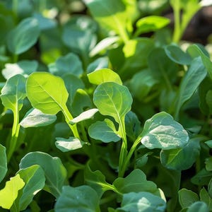 Wild Rocket Rucola Seeds Diplotaxis Tenuifolia Peppery Salad Garden Herb