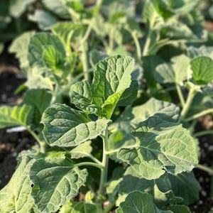 Curly Kale Seeds Brassica oleracea Common Kale Winter Hardy Outdoor Garden Vegetable