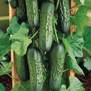 Może przedstawiać: Zbliżenie na kratkę z kilkoma zielonymi ogórkami rosnącymi na niej. Ogórki zwisają z kratki i są otoczone zielonymi liśćmi.