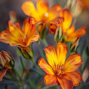 Semillas de caléndula africana (Tagetes patula Nana Bonita, variedad enana) para flor ornamental de jardín.