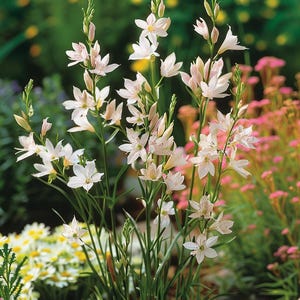 Semi di Gaura Lindheimeri White Prachtkaars perenni da giardino, fiore che attrae le farfalle