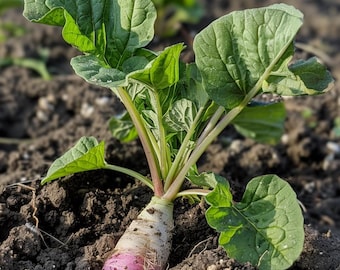 Semillas de rábano orgánico Saxa 2 Raphanus Sativus Rábano suave de jardín para cultivo doméstico
