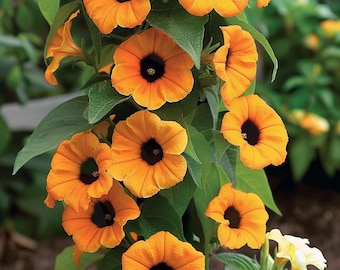 Sementes de Thunbergia, a trepadeira de olhos negros com flores vibrantes.
