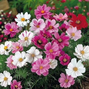 Dwarf Cosmos Seeds Cosmos bipinnatus Annual Flower Garden Colorful Easy to Grow Mixed