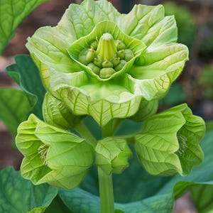 Okra Seeds Clemson Spineless Abelmoschus Esculentus Edible Vegetable for Garden Indoor Outdoor