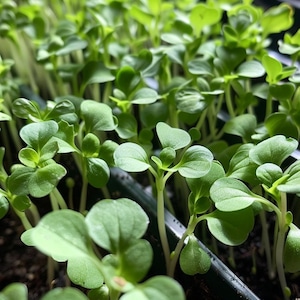 Garden Cress Seeds Lepidium Sativum Aromatic Microgreens for Indoor Outdoor Gardening Culinary Herb