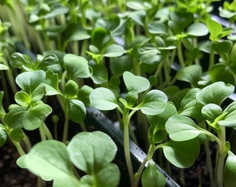 Tuinkerszaden Lepidium Sativum Aromatische microgroenten voor binnen Tuinieren buiten Culinair kruid