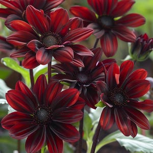 イブニングサンレッドヒマワリの種 Helianthus annuus ガーデン屋外花品種