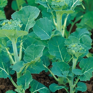 Organic Broccoli Seeds Calabrese Natalino Brassica oleracea for Garden Culinary Vegetable