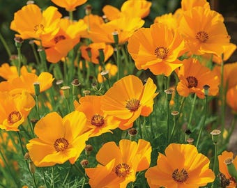 Bilockande blommix Vildblomsfrön Botaniska namn Trädgårdspollinatörer Dvärgsorter Utomhus för bin och